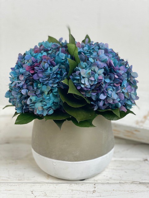 Hydrangea in Ash Pot